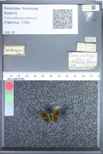 Media type: image;   Entomology 75299